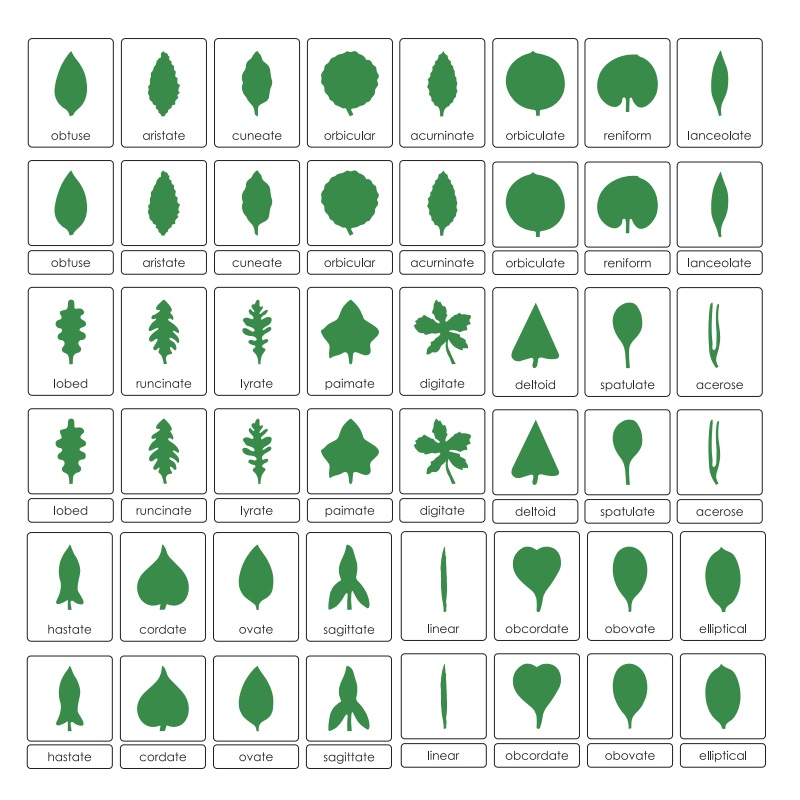 Botany Cabinet: Nomenclature Cards