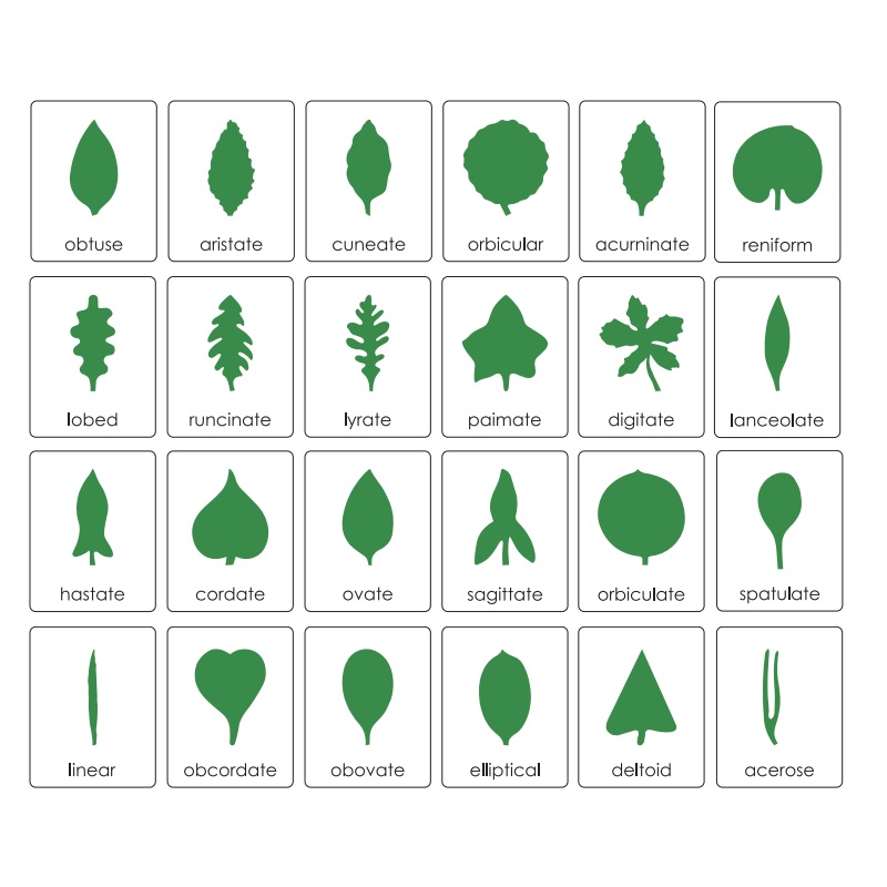 Leaf Cabinet Control Chart EN