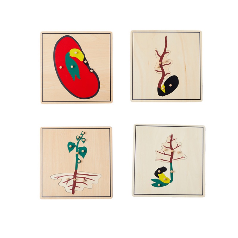 Life Cycle of Seed Puzzle
-SET of 4