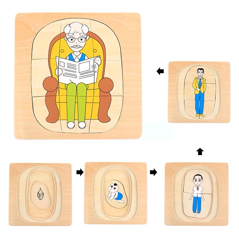 Life Cycle of Man Puzzle
