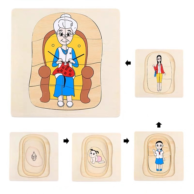 Life Cycle of Woman Puzzle