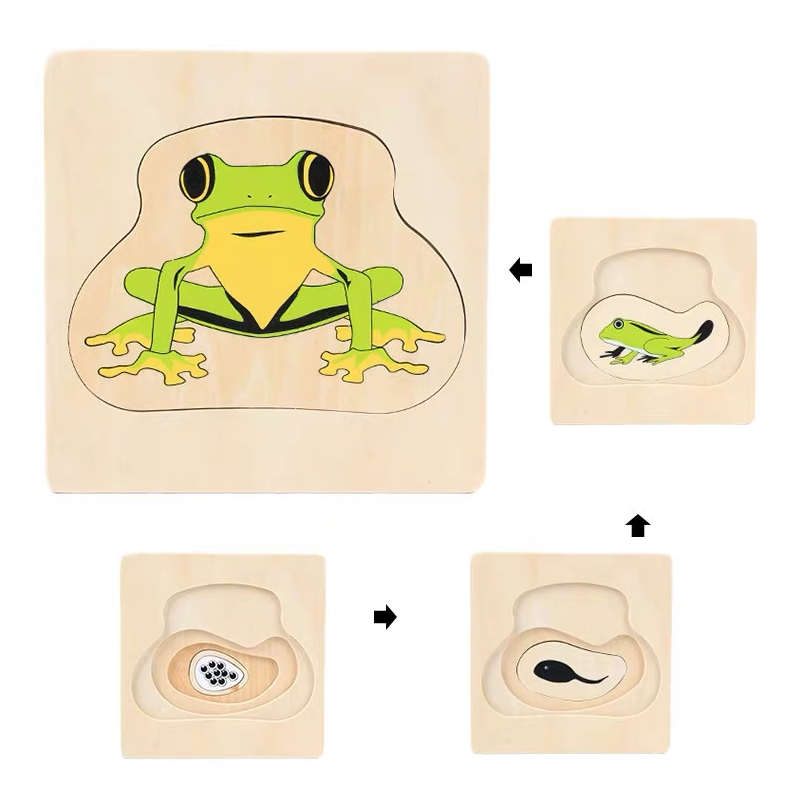 Life Cycle of Frog Puzzle