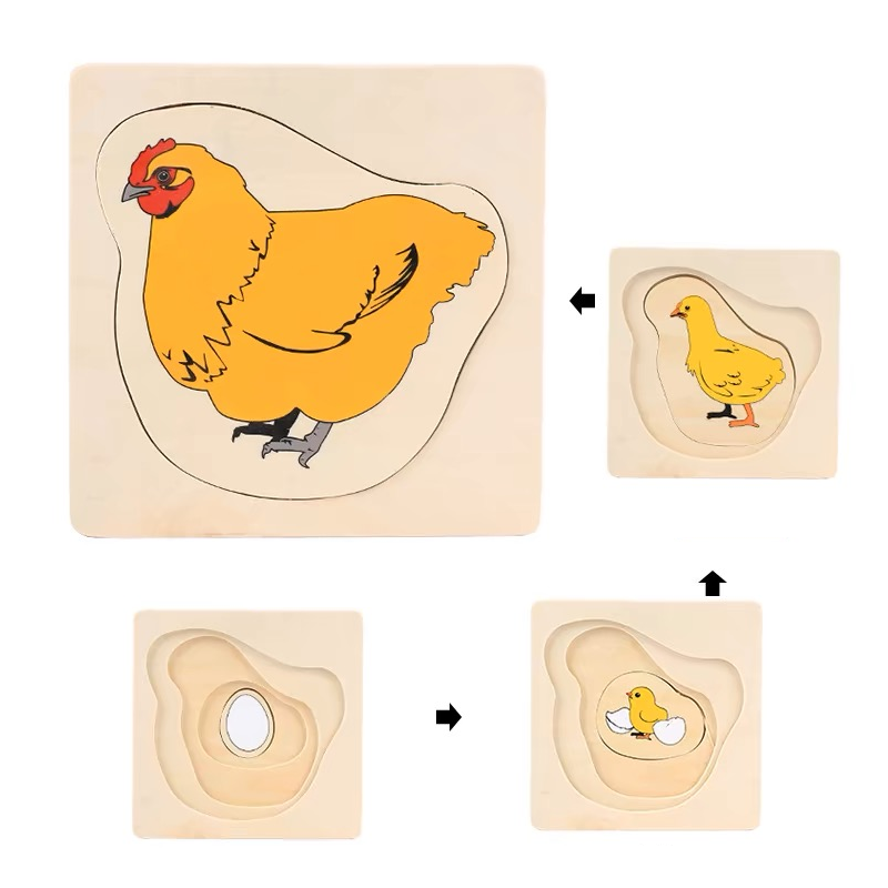 Life Cycle of Chick Puzzle