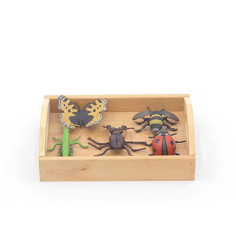 Replicas Objects
-Insects with wooden tray