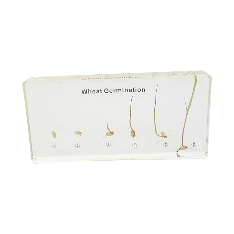 Wheat Germination Acrylic Specimen