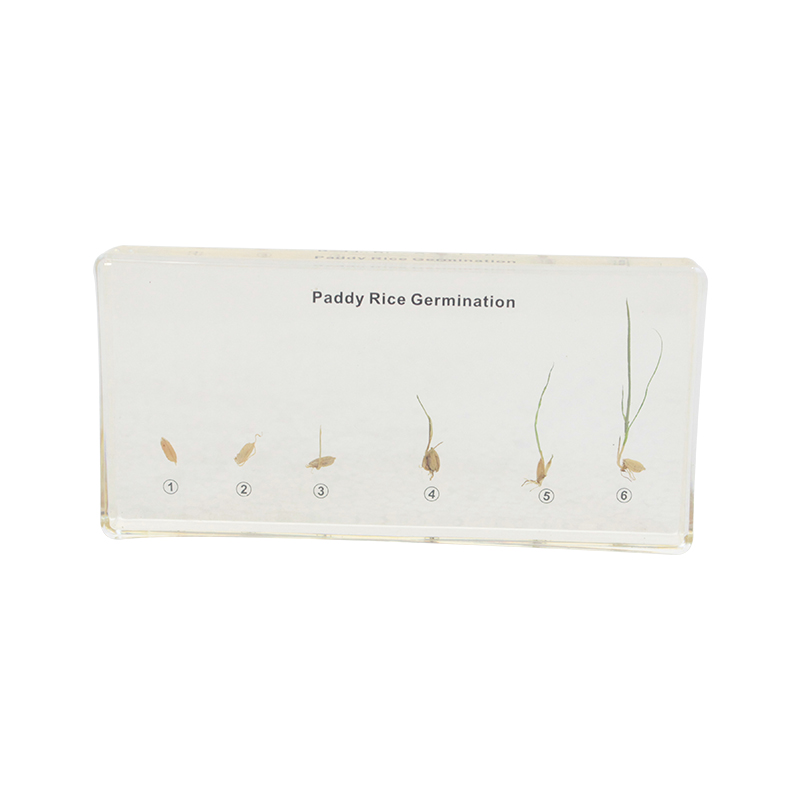 PaddyRice Germination Acrylic Specimen