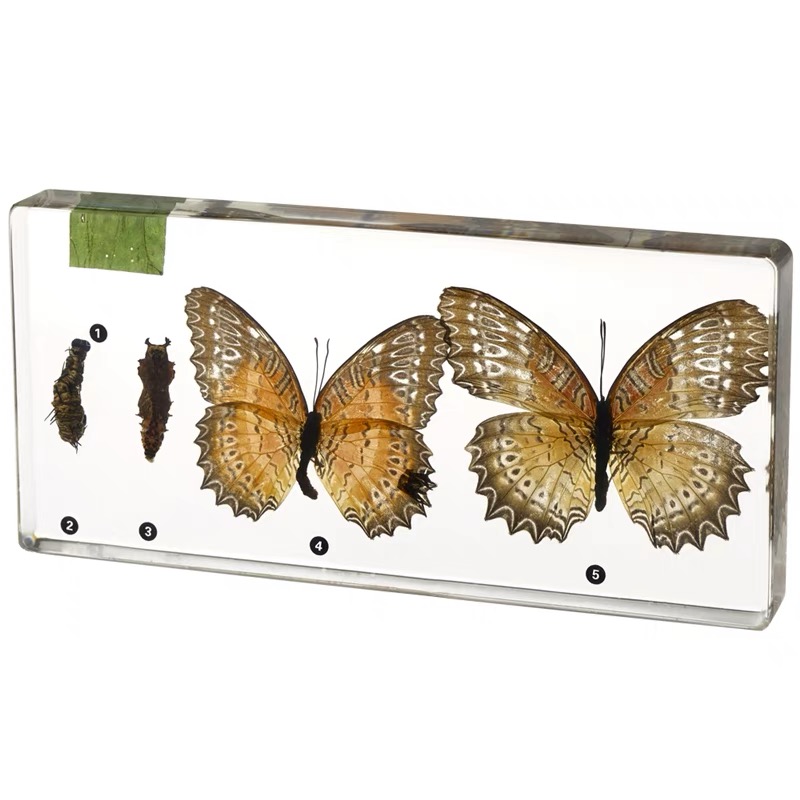 Life Cycle of Cabbage Butterfly Acrylic Specimen