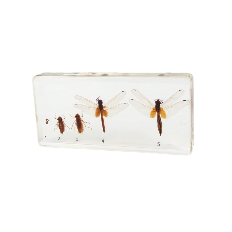 Life Cycle of dragonfly