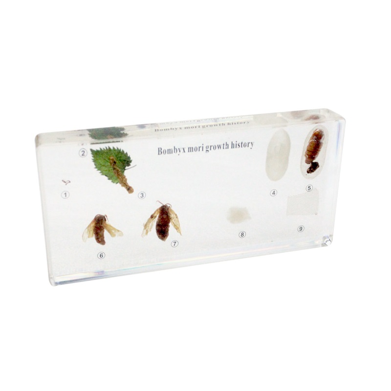 Life Cycleof Silkworm Acrylic Specimen
