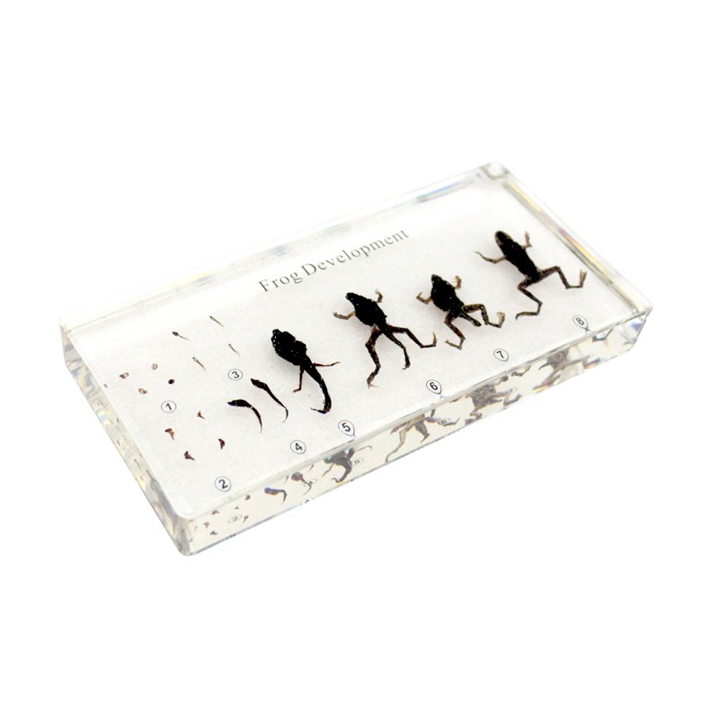 Frog Development Acrylic Specimen