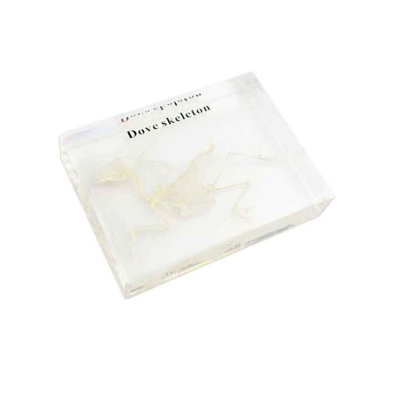 Real Bird Skeleton Model Acrylic Specimen