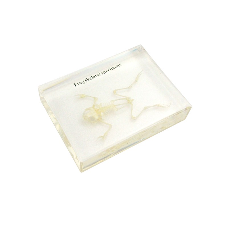 Real Frog Skeleton Model Acrylic Specimen