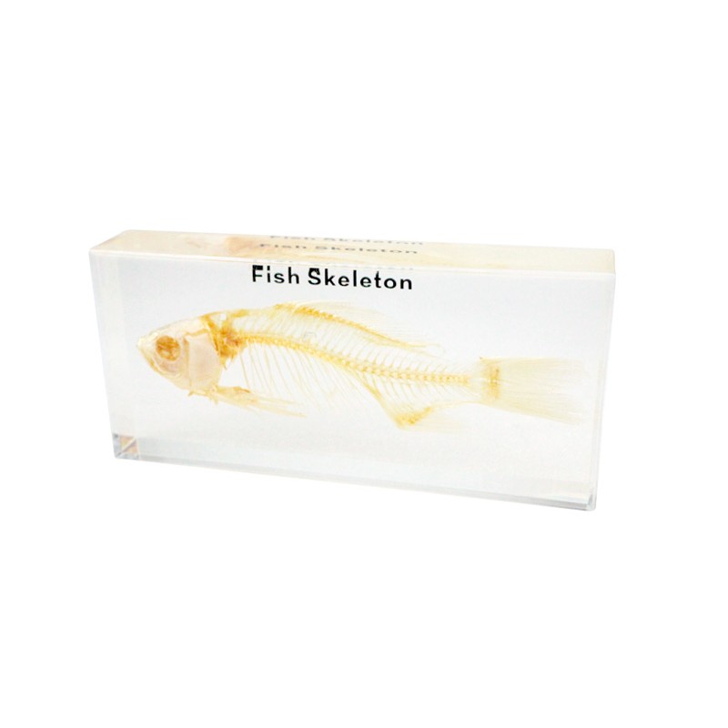 Real Fish Skeleton Model Acrylic Specimen