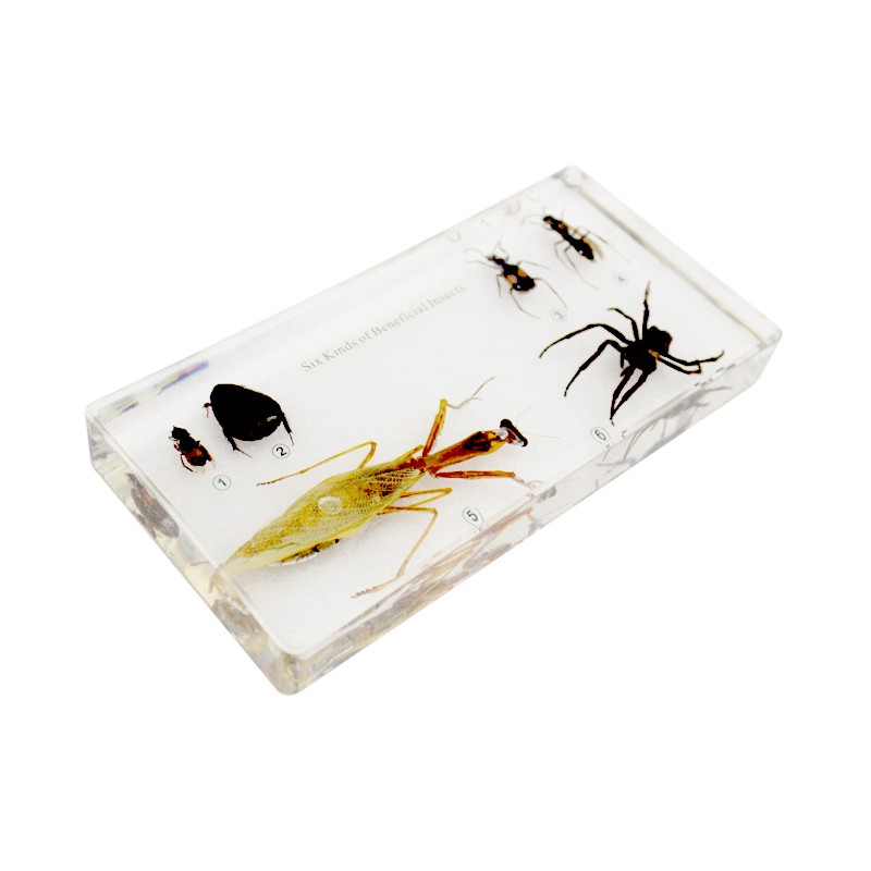 Six Kind of Useful Insects Collection Acrylic Specimen