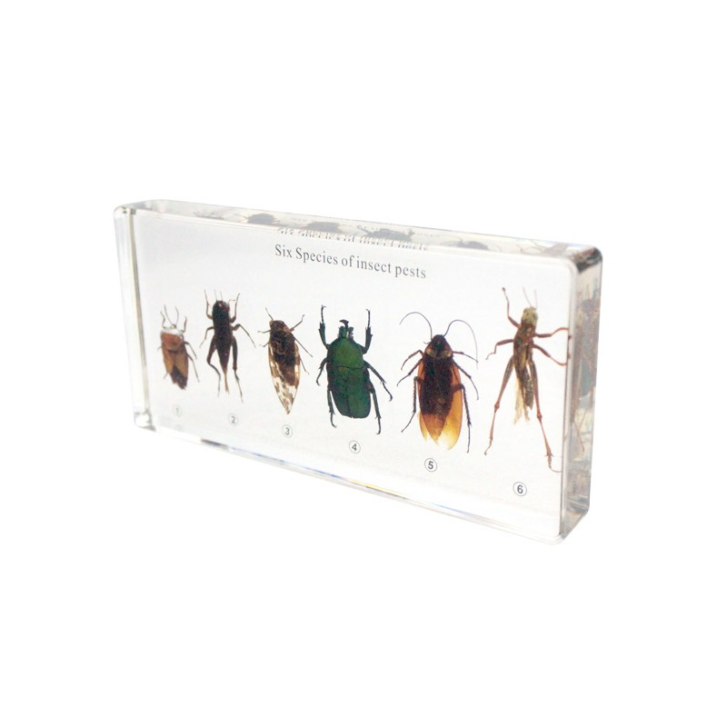 Six Kind of Harmful Insects Collection Acrylic Specimen
