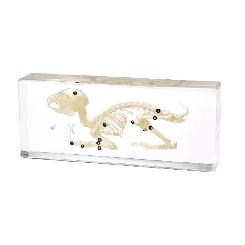 Real Rabbit Skeleton Model Acrylic Specimen
