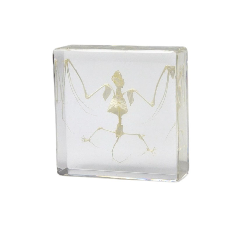 bat Skeleton
