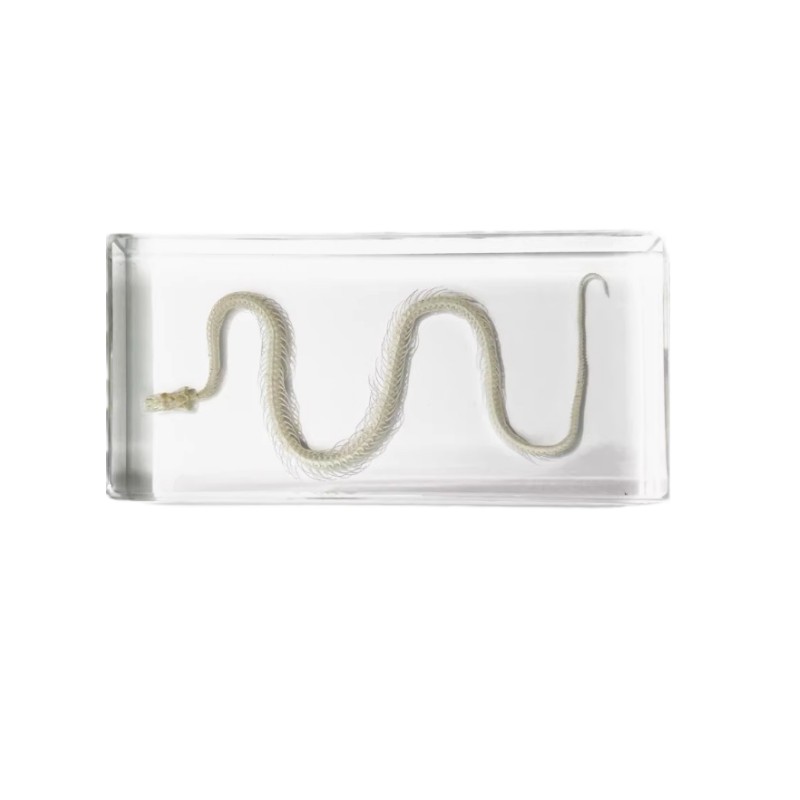 Snake Skeleton