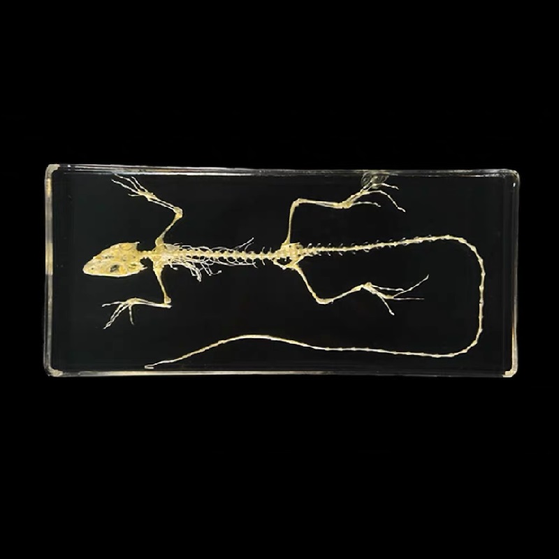 lizard Skeleton