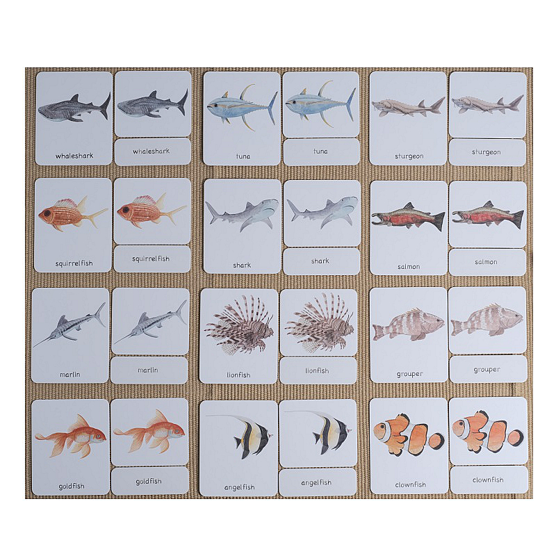 Fish 3-Part Cards English w/ Stand