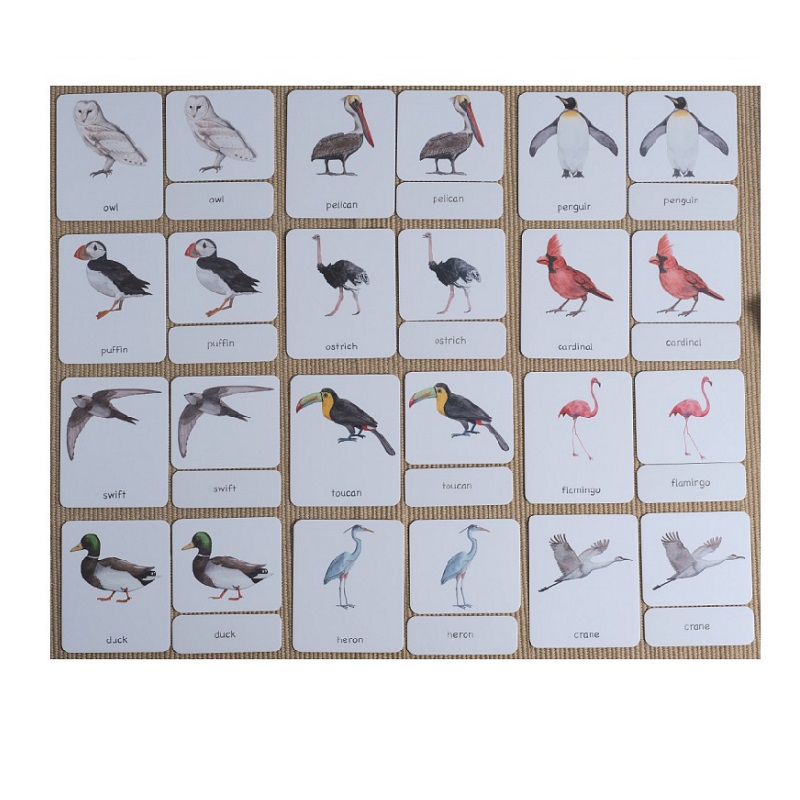 Birds 3-Part Cards English w/ Stand