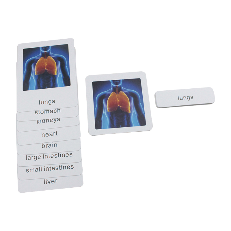 Sorting Cards-Human Organs EN
