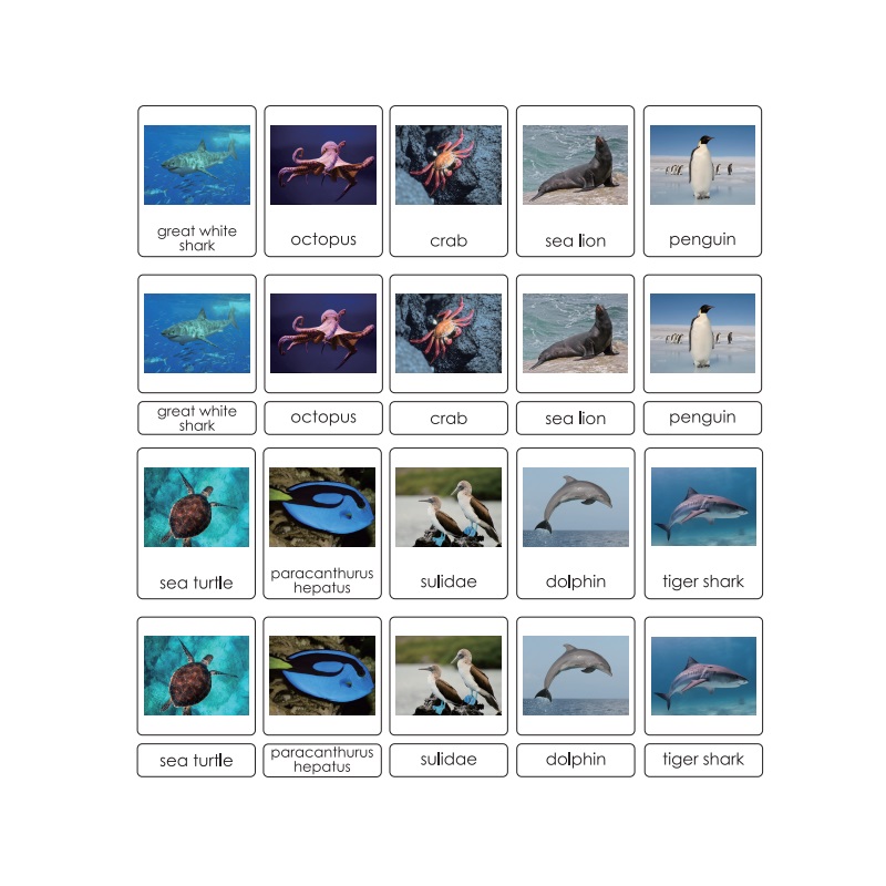 Sorting Cards-Sea Animals EN