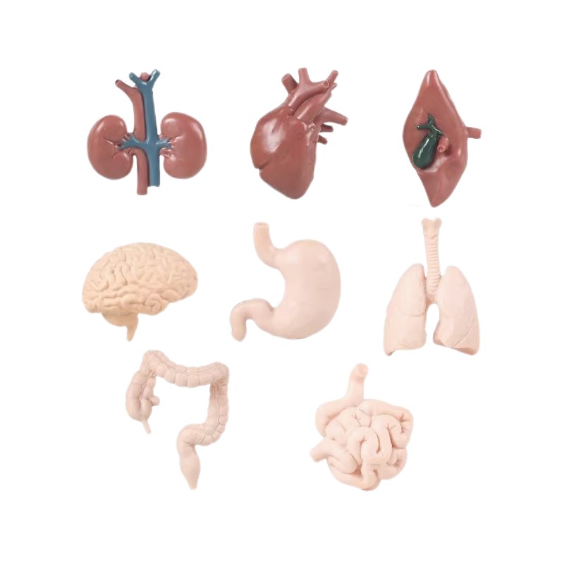 Objects - Human Organs