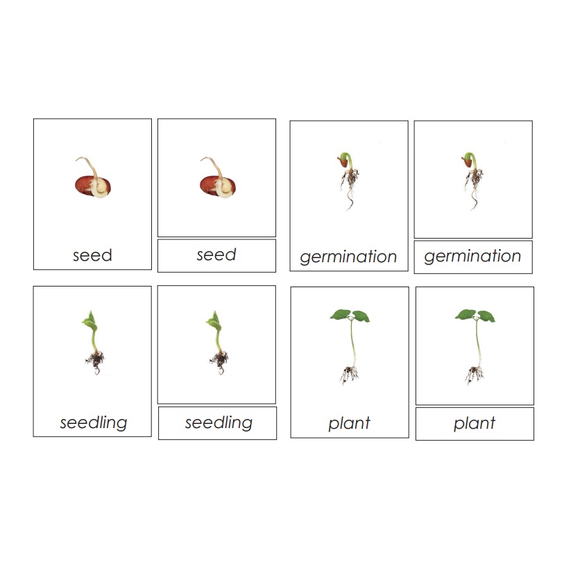 Sorting Cards-Seed Life Cycle EN
