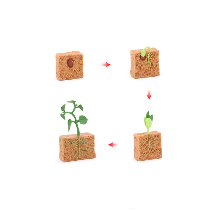 Life Cycle Objects - Seed