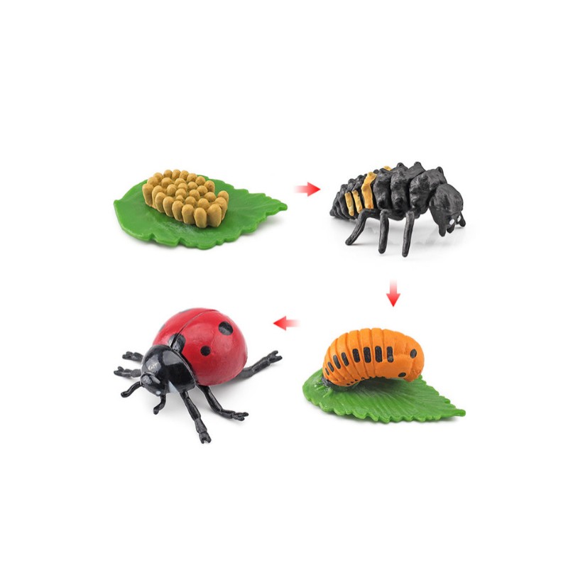 Life Cycle Objects- Ladybug