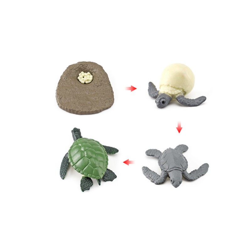Life Cycle Objects -Turtle