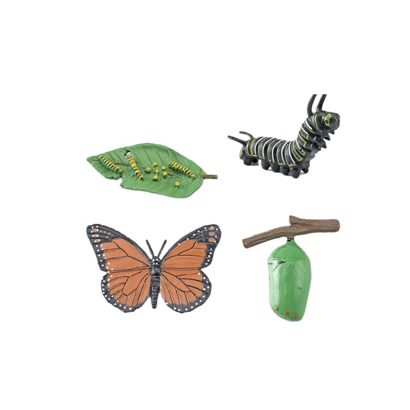 Life Cycle Objects - Butterfly