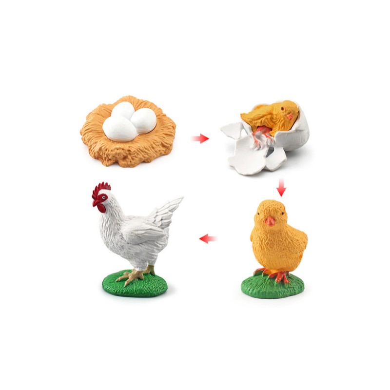 Life Cycle Objects - Chick