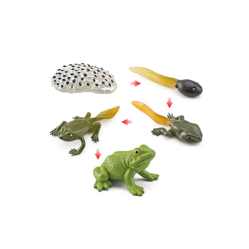 Life Cycle Objects - Frog