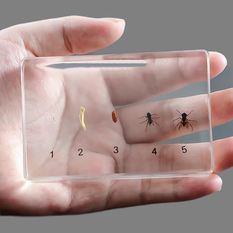 Life Cycle of fly